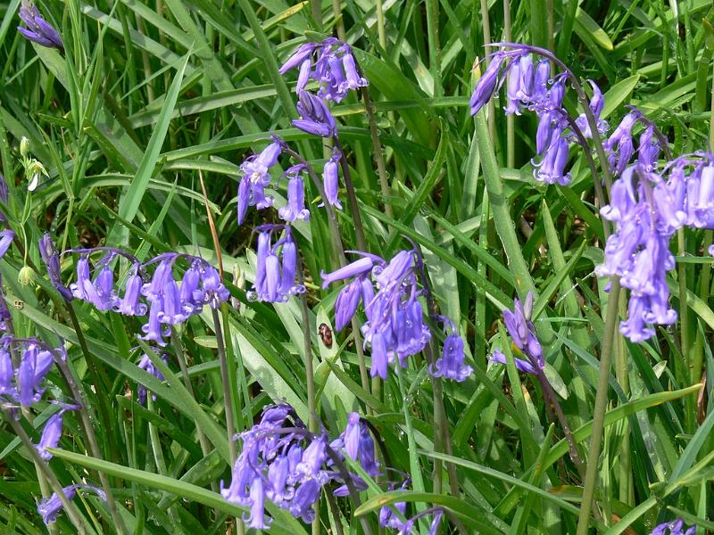 Mont Saint Michel 2010 - 256.jpg